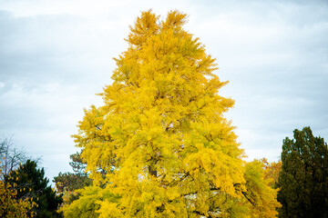 Fototapeta premium autumn tree with yellow leaves in city park