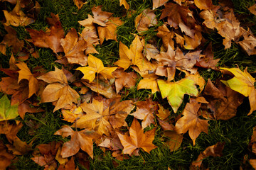 yellow leaves on grass