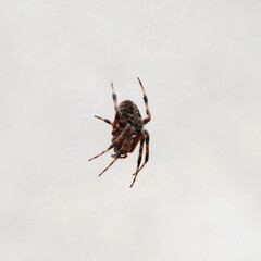 Close-up of a big brown striped spider in its web