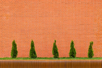 row of five small conical thuja trees in front of red brick wall and parametric plywood bench