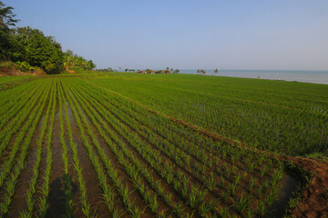 Fototapeta na wymiar Rice fields with clear blue sky in the morning near the Loji beach Sukabumi, Indonesia.