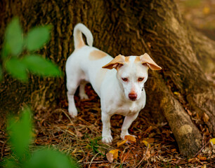 white, small dog of the Jack Russell terrier breed, walking on an autumn day, in the park