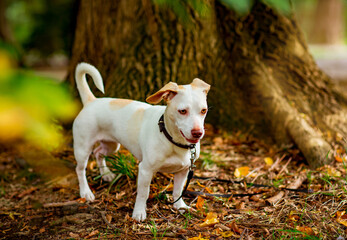 white, small dog of the Jack Russell terrier breed, walking on an autumn day, in the park