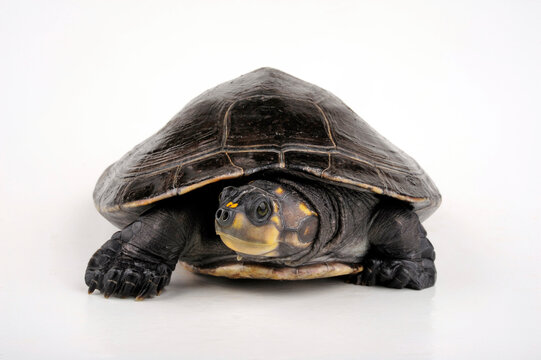 Terekay-Schienenschildkröte // Yellow-spotted river turtle (Podocnemis unifilis)