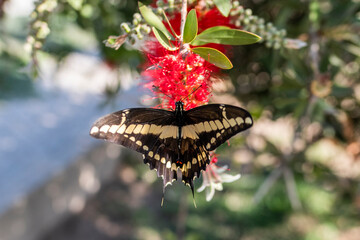butterfly, insect, nature, flower, wings, swallowtail, yellow, summer, macro, garden, insects, bug,...