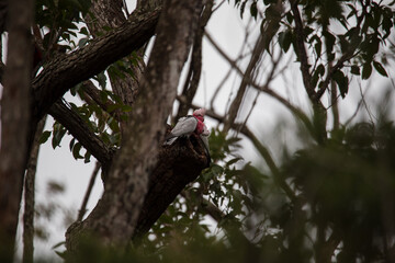 A pair of galahs investigating their nest in a tree.