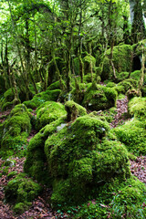 Selva de Irati - España