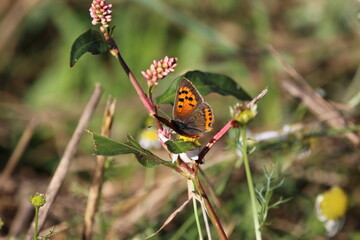 Small copper butterfly.