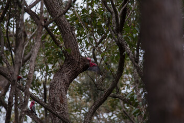 A pair of galahs investigating their nest in a tree.
