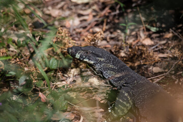 Beautiful wild goanna in Australia