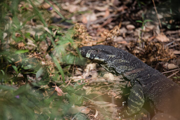 Beautiful wild goanna in Australia