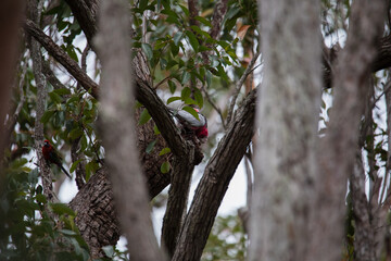 A pair of galahs investigating their nest in a tree.