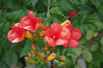 Fototapeta premium Close-up view of red trumpet vine blossoms