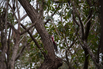 A pair of galahs investigating their nest in a tree.