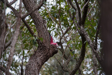 A pair of galahs investigating their nest in a tree.