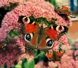 Beautiful butterfly © Daria