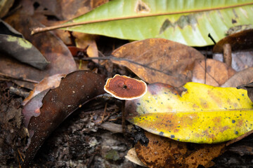 Cogumelo encontrado na Floresta Amaz&ocirc;nica.