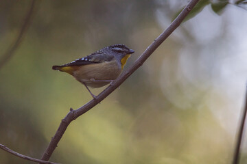 Spotted pardalote (Pardalotus punctatus) in Australia 