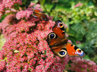 Motyl tapeta © Daria