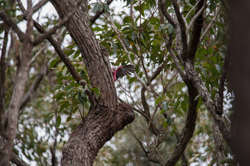 A pair of galahs investigating their nest in a tree.