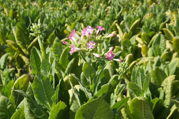 Obraz na płótnie Canvas Flowers of tobacco plants in the field