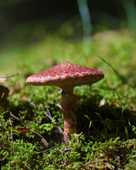 Bolete in Moss