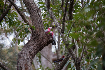 Fototapeta premium A pair of galahs investigating their nest in a tree.