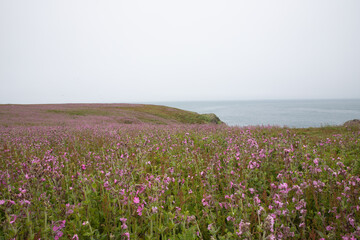 Obraz premium Coast of skomer island off the Pembrokeshire coast with red campion in bloom