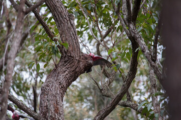 A pair of galahs investigating their nest in a tree.