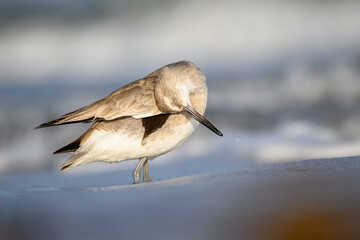 Willet has an itch