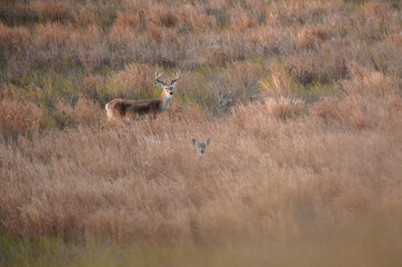 Whitetails in the dunes