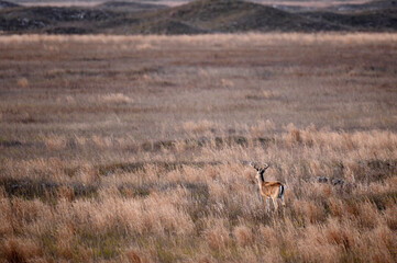 Whitetail Buck surveying his surroundings