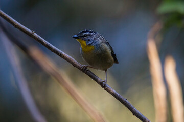 Spotted pardalote (Pardalotus punctatus) in Australia 