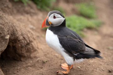 Close up shot of an Atlantic puffin