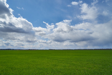 Image of a field of young wheat.