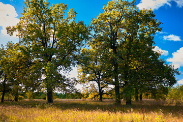 Bright sunny autumn day in an oak forest