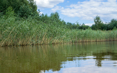 Forest clear lake with reeds under a blue cloudy sky.