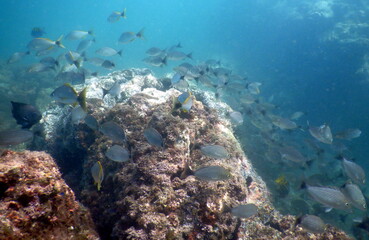 Fototapeta na wymiar Costa Rica Pacific sealife