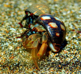 Costa Rica Pacific sealife