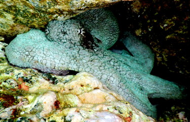 Costa Rica Pacific sealife
