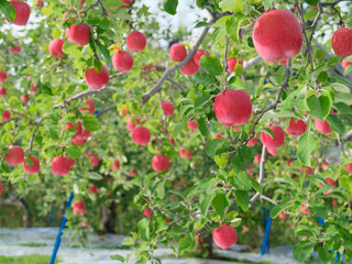 真っ赤に完熟した早生ふじ