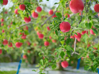 秋に実った真っ赤なリンゴ(ver.bokeh)