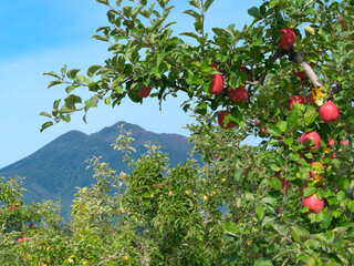 津軽富士と真っ赤に完熟したりんご（品種：弘前ふじ）