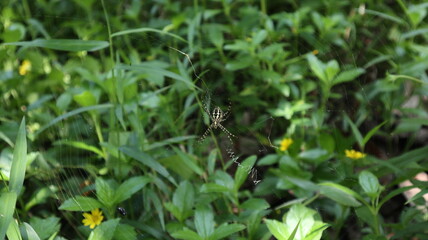 Closeup of the underside of a St. Andrew's cross spider on her web