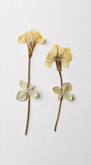 Couple of yellow dried flowers