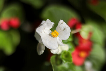 white flower