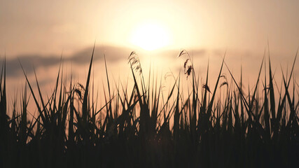Obraz premium Silhouette of the grass at sunset on a summer evening.