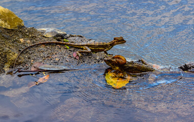two lizards in pond