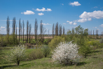 Spring thorn bush in full bloom in the meadow.