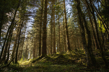 Obraz premium woodland walk around Loch Ard in Scotland, UK